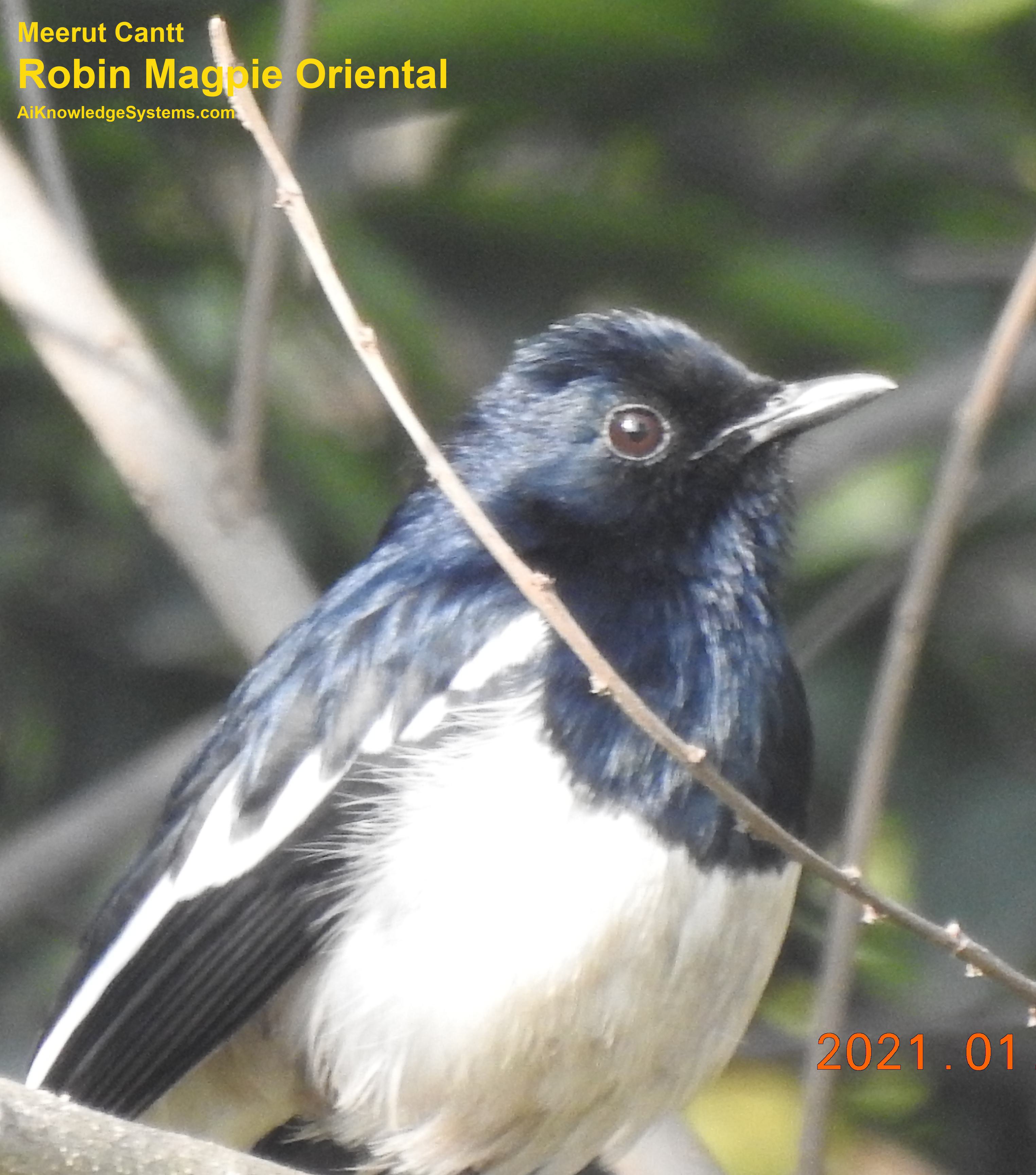 Magpie Robin (97) Coming Soon